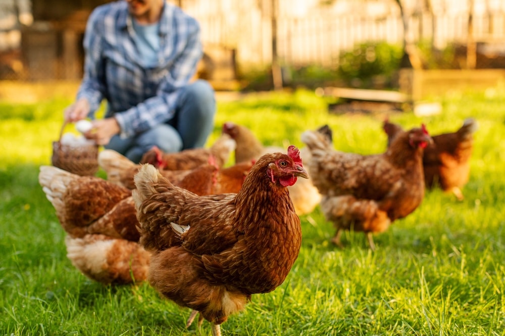 Chicken foraging in pasture